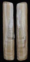 Solen marginatus