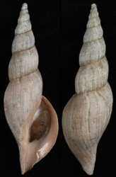 Fusivoluta barnardi
