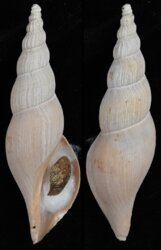 Fusivoluta barnardi