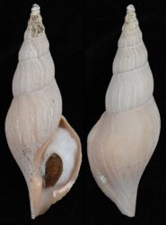 Fusivoluta barnardi