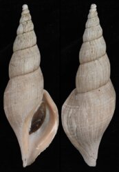 Fusivoluta barnardi