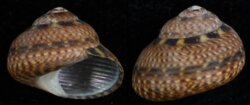 Oxystele impervia