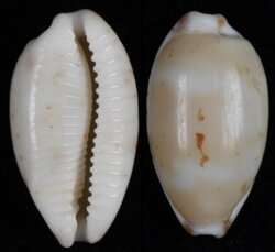 Bistolida hirundo francisca