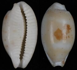 Bistolida hirundo francisca