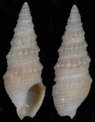 Paradrillia melvilli