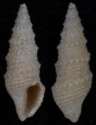 Paradrillia melvilli