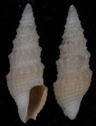 Paradrillia melvilli
