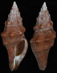 Latirus abnormis