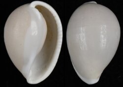 Prionovolva pudica