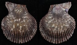 Chlamys varia
