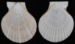 Chlamys chosenica