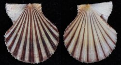 Chlamys zeelandona
