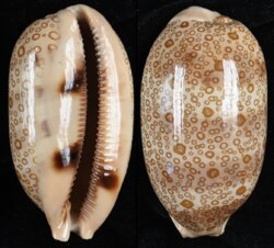 Arestorides argus argus