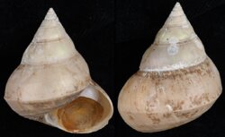 Ginebis argenteonitens fma convexiuscula