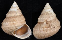 Ginebis argenteonitens fma hirasei