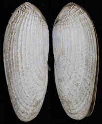 Barnea candida