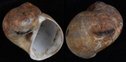 Natica vitellus