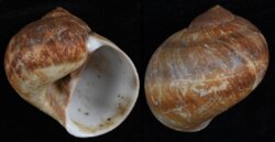 Natica vitellus