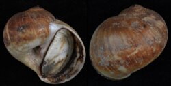 Natica vitellus
