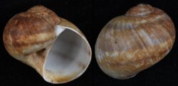 Natica vitellus