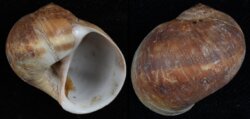 Natica vitellus