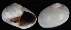 Neverita didyma
