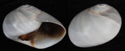 Neverita didyma