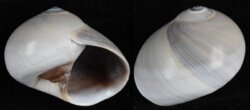 Neverita didyma