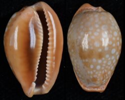 Naria citrina citrina