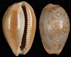 Naria citrina citrina
