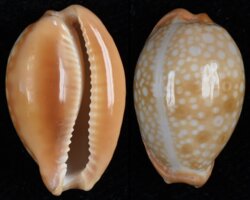 Naria citrina citrina