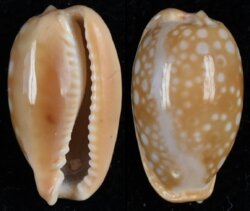 Naria citrina citrina