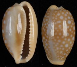 Naria citrina citrina