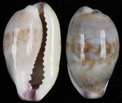 Purpuradusta fimbriata fimbriata fma durbanensis