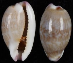 Purpuradusta fimbriata fimbriata fma durbanensis