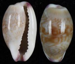 Purpuradusta fimbriata fimbriata fma durbanensis