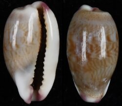 Purpuradusta fimbriata fimbriata fma durbanensis