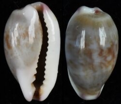 Purpuradusta fimbriata fimbriata fma durbanensis