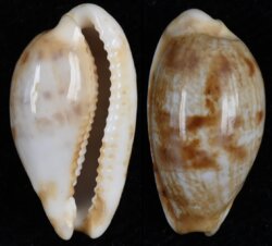 Talostolida pellucens pellucens fma natalensis