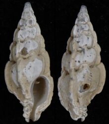 Aspella acuticostata