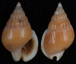 Nass pyramidalis filmerae