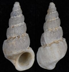 Opalia funiculata