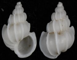 Epitonium angulatum