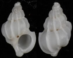 Epitonium angulatum