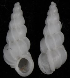 Epitonium cf tollini