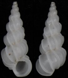 Epitonium cf tollini