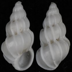 Epitonium cf tollini
