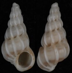 Epitonium cf tollini