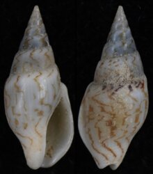 Mitrella blanda