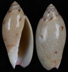 Amoria praetexta